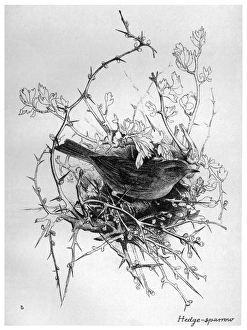 BLACKBURN: BIRDS, 1895. Hedge Sparrow. Illustration by Jemima Blackburn, 1895 BLACKBURN: BIRDS, 1895. Hedge Sparrow. Illustration by Jemima Blackburn, 1895