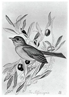 BLACKBURN: BIRDS, 1895. Nightingale. Illustration by Jemima Blackburn, 1895 BLACKBURN: BIRDS, 1895. Nightingale. Illustration by Jemima Blackburn, 1895