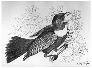 BLACKBURN: BIRDS, 1895. Ring Ouzel. Illustration by Jemima Blackburn, 1895 BLACKBURN: BIRDS, 1895. Ring Ouzel. Illustration by Jemima Blackburn, 1895