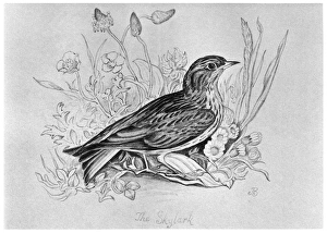 BLACKBURN: BIRDS, 1895. The Skylark. Illustration by Jemima Blackburn, 1895 BLACKBURN: BIRDS, 1895. The Skylark. Illustration by Jemima Blackburn, 1895