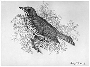 BLACKBURN: BIRDS, 1895. Song Thrush. Illustration by Jemima Blackburn, 1895 BLACKBURN: BIRDS, 1895. Song Thrush. Illustration by Jemima Blackburn, 1895