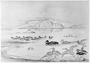 BLACKBURN: BIRDS, 1895. Winter - Lapwing, Turnstone, Great Northern Diver, Little Auk BLACKBURN: BIRDS, 1895. Winter - Lapwing, Turnstone, Great Northern Diver, Little Auk