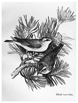 BLACKBURN: BIRDS, 1895. Wood Warbler. Illustration by Jemima Blackburn, 1895 BLACKBURN: BIRDS, 1895. Wood Warbler. Illustration by Jemima Blackburn, 1895