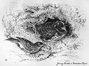 BLACKBURN: BIRDS, 1895. Young Cuckoo and Meadow Pipit. Illustration by Jemima Blackburn BLACKBURN: BIRDS, 1895. Young Cuckoo and Meadow Pipit. Illustration by Jemima Blackburn