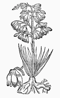 BOTANY: ADAM'S NEEDLE. Yucca integrissima. Woodcut, 1543 BOTANY: ADAM'S NEEDLE. Yucca integrissima. Woodcut, 1543