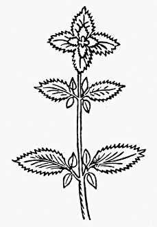 BOTANY: BASIL, 1485. Ocimum basilicum, a member of the mint family, native to tropical Asia BOTANY: BASIL, 1485. Ocimum basilicum, a member of the mint family, native to tropical Asia
