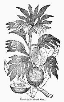Rare Botany Prints: BOTANY: BREADFRUIT TREE. Branch of the breadfruit tree. Wood engraving, 19th century