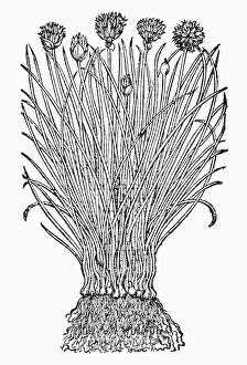 BOTANY: CHIVES. Allium schoenoprasum. Woodcut, 16th century BOTANY: CHIVES. Allium schoenoprasum. Woodcut, 16th century
