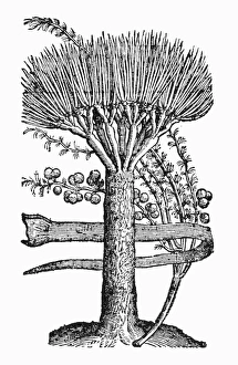 BOTANY: DRAGON TREE. Dracaena Draco. Woodcut, 1523 BOTANY: DRAGON TREE. Dracaena Draco. Woodcut, 1523