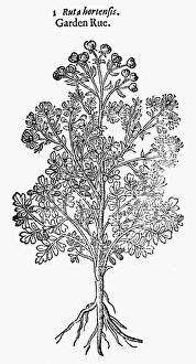 BOTANY: GARDEN RUE, 1597. Ruta hortensus. Woodcut from John Gerards Herball BOTANY: GARDEN RUE, 1597. Ruta hortensus. Woodcut from John Gerards Herball
