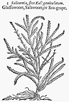 BOTANY: GLASSWORT, 1633. Salicornia. Woodcut from Thomas Johnsons edition, 1633 BOTANY: GLASSWORT, 1633. Salicornia. Woodcut from Thomas Johnsons edition, 1633
