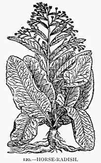 BOTANY: HORSE-RADISH. Cochlearia armoracia. Woodcut, 1597 BOTANY: HORSE-RADISH. Cochlearia armoracia. Woodcut, 1597