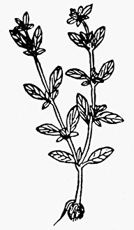 BOTANY: MARJORAM, 1485. Majorana hortensis. Woodcut from Peter Schoffers Hortus Sanitatis BOTANY: MARJORAM, 1485. Majorana hortensis. Woodcut from Peter Schoffers Hortus Sanitatis