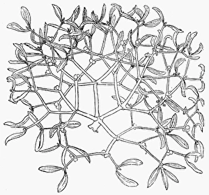 BOTANY: MISTLETOE, 1542. Viscum Album. Woodcut BOTANY: MISTLETOE, 1542. Viscum Album. Woodcut