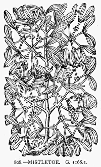 BOTANY: MISTLETOE, 1597. Viscum Album. Woodcut BOTANY: MISTLETOE, 1597. Viscum Album. Woodcut