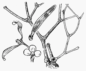 BOTANY: MISTLETOE. Viscum Album. Woodcut, 16th century BOTANY: MISTLETOE. Viscum Album. Woodcut, 16th century