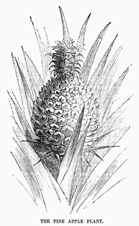 19th Century Wood Engraving Print of Ananas comosus