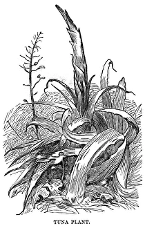 BOTANY: PRICKLY PEAR, 1868. Prickly pear plant, native to Argentina. Wood engraving BOTANY: PRICKLY PEAR, 1868. Prickly pear plant, native to Argentina. Wood engraving