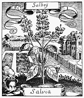 BOTANY: SAGE, 1719. Salvia officinalis. Woodcut from Basile Valentins Krauterbuch BOTANY: SAGE, 1719. Salvia officinalis. Woodcut from Basile Valentins Krauterbuch