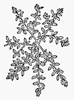 BOTANY: THYME, 1485. Thymus serpyllum. Woodcut from Peter Schoffers Hotus Sanitatis BOTANY: THYME, 1485. Thymus serpyllum. Woodcut from Peter Schoffers Hotus Sanitatis