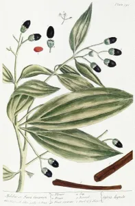Elizabeth Blackwell Engraving Prints: MALABAR CINNAMON, 1735. The Malabar or Java cinnamon plant