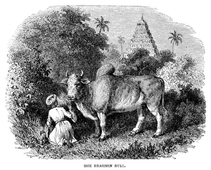BRAHMIN BULL. The zebu, or Brahmin bull (Bos indicus). Line engraving, English, late 19th century BRAHMIN BULL. The zebu, or Brahmin bull (Bos indicus). Line engraving, English, late 19th century