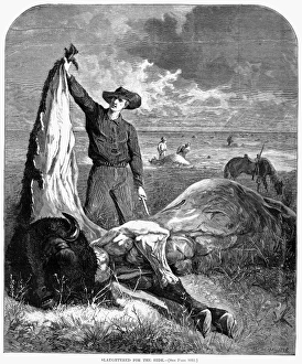 BUFFALO SKINNERS, 1874. Slaughtered for the Hide. Buffalo skinners on the Great Plains BUFFALO SKINNERS, 1874. Slaughtered for the Hide. Buffalo skinners on the Great Plains