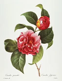 CAMELLIA, 1833. Red camellia (Camelia japonica). Engraving after a painting by Pierre-Joseph Redout CAMELLIA, 1833. Red camellia (Camelia japonica). Engraving after a painting by Pierre-Joseph Redout