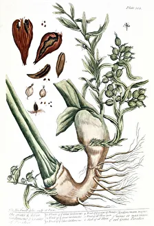 CARDAMOM, 1735. The cardamon plant with seedpod. Line engraving by Elizabeth Blackwell CARDAMOM, 1735. The cardamon plant with seedpod. Line engraving by Elizabeth Blackwell