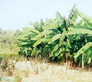 CAUCASUS: BANANA GROVE. Banana plants in a grove in the Sukhumi Botanical Garden