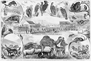 CENTRAL PARK ZOO, 1866. Zoological Garden, Central Park, N.Y. Engraving, 1866 CENTRAL PARK ZOO, 1866. Zoological Garden, Central Park, N.Y. Engraving, 1866