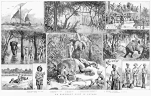 CEYLON: ELEPHANT HUNT. Elephant hunting in Ceylon. English engraving, 1887 CEYLON: ELEPHANT HUNT. Elephant hunting in Ceylon. English engraving, 1887