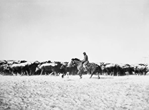 COWBOYS, 1940. Bringing in cattle from a blizzard in Lyman County, South Dakota, 1940 COWBOYS, 1940. Bringing in cattle from a blizzard in Lyman County, South Dakota, 1940
