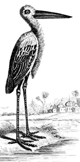 Crane Wildlife Photography Prints: CRANE