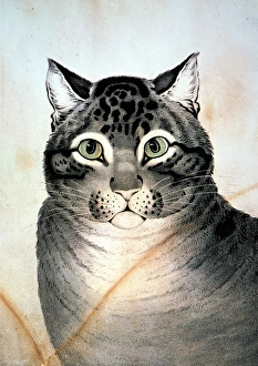 CURRIER & IVES: CAT. The Favorite Cat. Lithograph, undated by Nathaniel Currier CURRIER & IVES: CAT. The Favorite Cat. Lithograph, undated by Nathaniel Currier