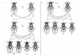 Diagram of observations made by Thomas Hunt Morgan (1866-1945) illustrating his white-eye experiments with fruit flies Diagram of observations made by Thomas Hunt Morgan (1866-1945) illustrating his white-eye experiments with fruit flies