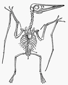 19th Century Pterodactyl Print
