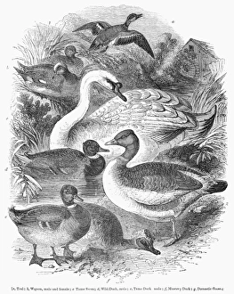 DUCKS, SWANS & GEESE. Line engraving, 1841 DUCKS, SWANS & GEESE. Line engraving, 1841