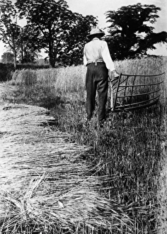 FARMER WITH CRADLE. An American farmer harvesting wheat with a cradle. Photograph FARMER WITH CRADLE. An American farmer harvesting wheat with a cradle. Photograph