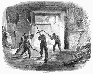 American Farming History Prints: FARMING: THRESHING WHEAT. Threshing with hand flails. Wood engraving, 1859