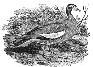 FERRUGINOUS DUCK. Wood engraving, early 19th century FERRUGINOUS DUCK. Wood engraving, early 19th century