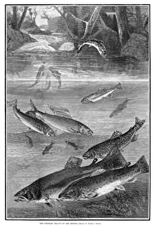 FISH, 1880. The speckled beauty of the brooks. Engraving after a drawing by Daniel C FISH, 1880. The speckled beauty of the brooks. Engraving after a drawing by Daniel C