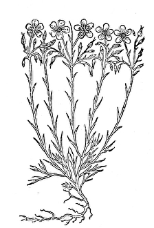 FLAX, 1597. Woodcut, from John Gerards Herball FLAX, 1597. Woodcut, from John Gerards Herball