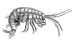 FRESHWATER SHRIMP. Line engraving, 19th century FRESHWATER SHRIMP. Line engraving, 19th century