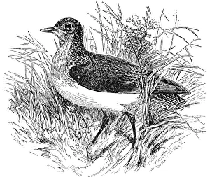 GOLDEN PLOVER. (Charadrius pluvialis). Wood engraving, American, 19th century GOLDEN PLOVER. (Charadrius pluvialis). Wood engraving, American, 19th century