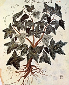 GRAPEVINE, 1229. A grapevine from an Arabic manuscript of Dioscorides De Materia Medica GRAPEVINE, 1229. A grapevine from an Arabic manuscript of Dioscorides De Materia Medica