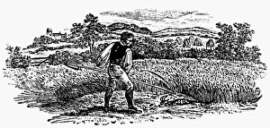 HARVESTING, c1800. Reaping with a scythe. Wood engraving, English, c1800 HARVESTING, c1800. Reaping with a scythe. Wood engraving, English, c1800