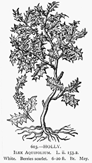 HOLLY TREE, 1581. Ilex aquifolium. Woodcut HOLLY TREE, 1581. Ilex aquifolium. Woodcut
