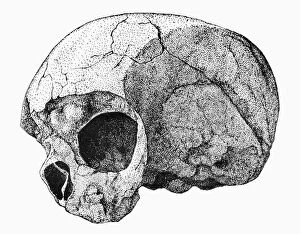 Lake Turkana National Parks Collection: HOMO SAPIENS. Skull of Homo sapiens specimen, about 100, 000 years old, found at Eliye Springs