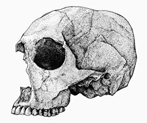 HOMO SAPIENS. Skull specimen found at Koobi Fora on the east side of Lake Turkana, Kenya HOMO SAPIENS. Skull specimen found at Koobi Fora on the east side of Lake Turkana, Kenya